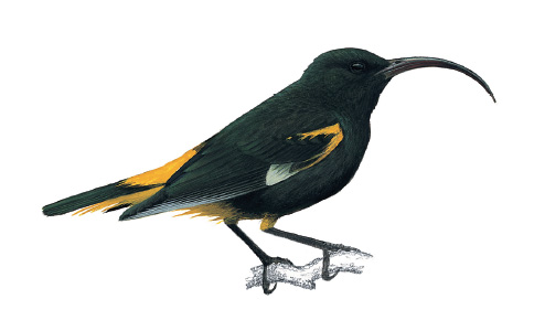 Mamo Bird, now extinct